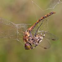 Common Darter in web A Common Darter dragonfly (Sympetrum striolatum) trapped in a cobweb web and being eaten by a spider. Leicestershire, England.